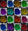 Rosas multicolor, 2009.