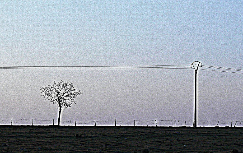El poste y el árbol.